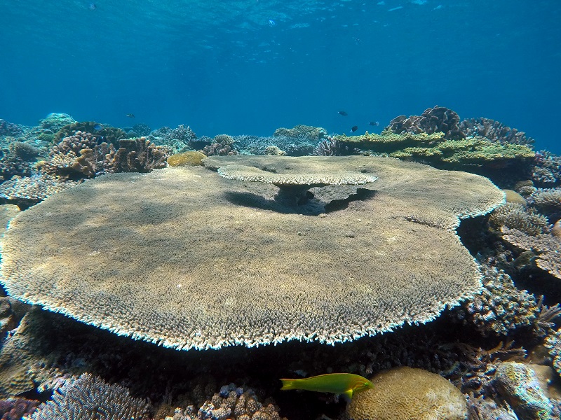 Coral formation at Minna Island Okinawa