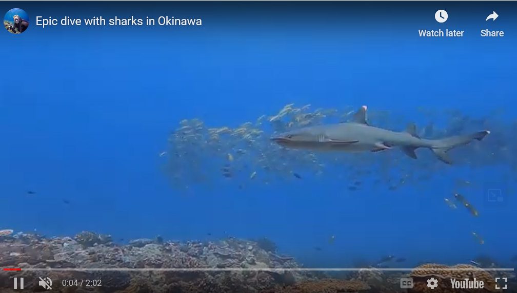 Kerama Island shark diving