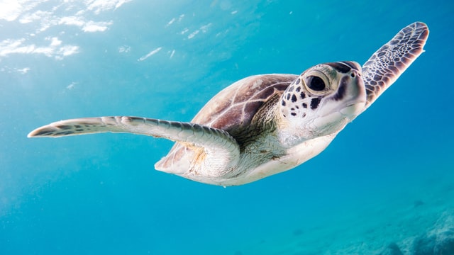 Turtle when scuba diving