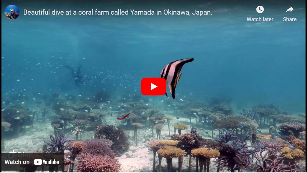 Diving at a coral ram called Yamada in Okinawa
