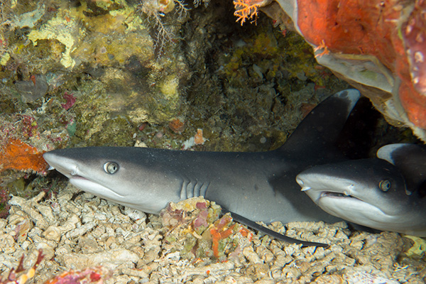 White tip reef shark on Okinawa