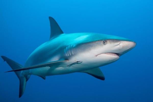 Gray reef shark in Okinawa