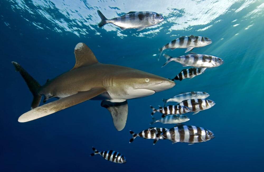 Oceanic White tip shark around Okinawa