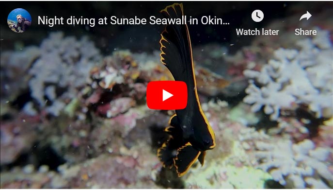 Scuba diving at Sunabe Seawall in Okinawa