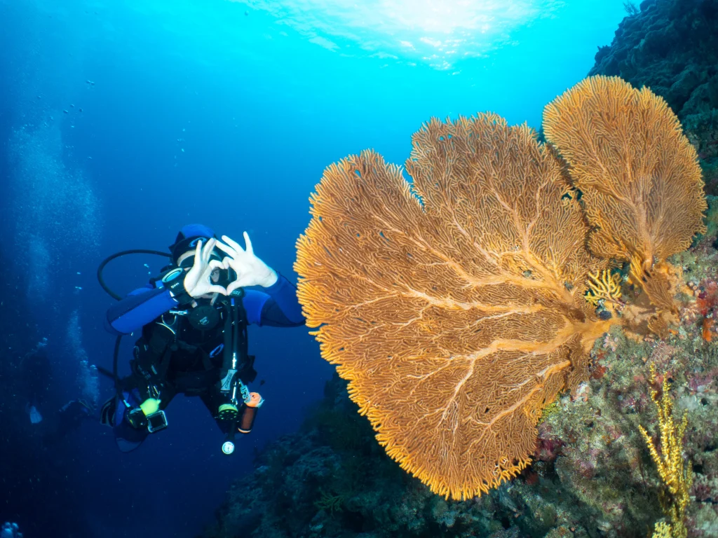 photo - an underwater photo of diving in okinawa
