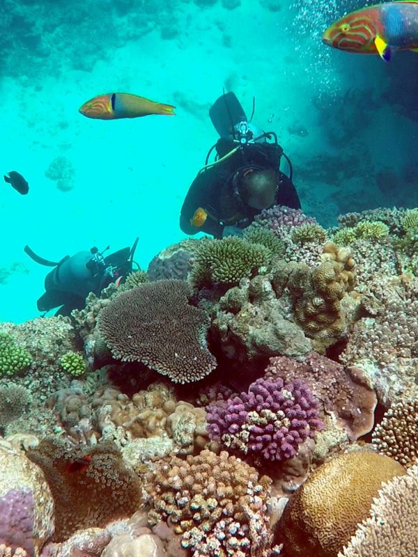 Stunning corals and clear ocean