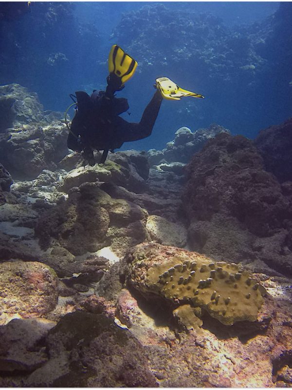 Padi open and advanced diver course in english