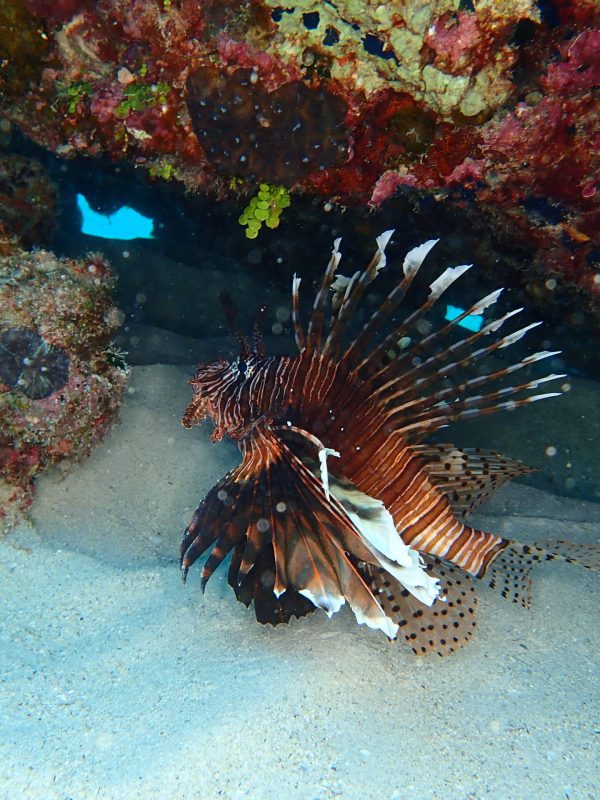 Underwater photography practice at Gorilla Chop
