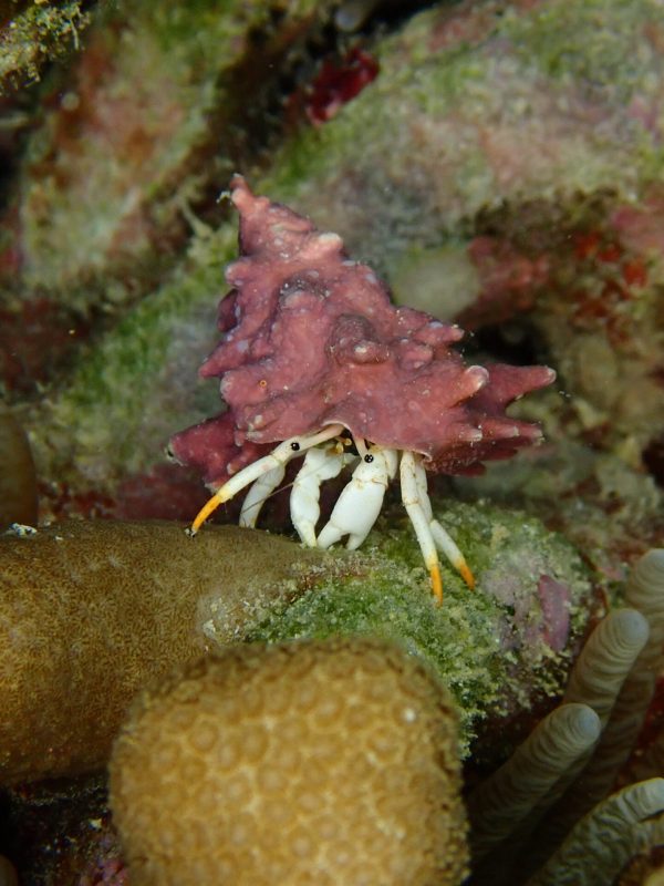 Macro pictures at Sunabe