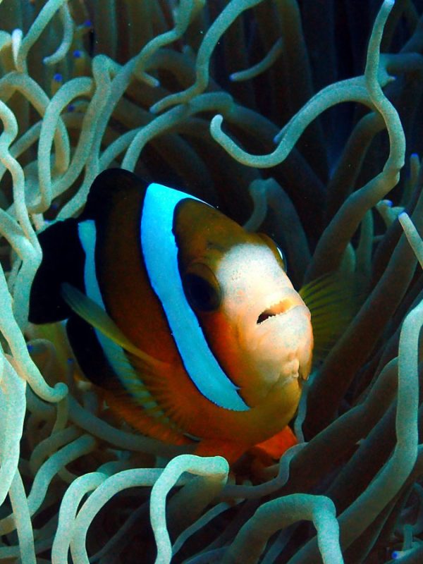 english-speaking-diving-course-in-okinawa-scaled-1